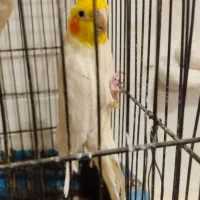 پرنده عروس‌هلندی