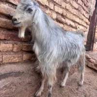 کهره نر بذری
