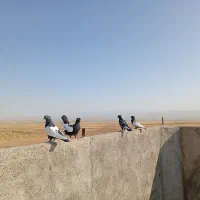 سینه سیا مقبول