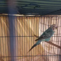 یک جفت مرغ سرحال کار داده