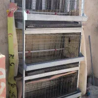 قفس مرغ تخمگذار