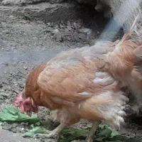مرغ وخروس|حیوانات مزرعه|تهران, دولاب|دیوار