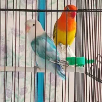 جوجه برزیلی  و مولد برزیلی