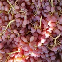 نهال انگور ایرانی و خارجی|خدمات باغبانی و درختکاری|اراک, |دیوار