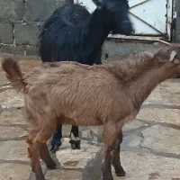 بزو بزغاله جوان دوشیره|حیوانات مزرعه|سنندج, |دیوار