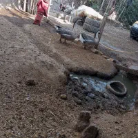 قوغاز نرو ماده|حیوانات مزرعه|مینودشت, |دیوار