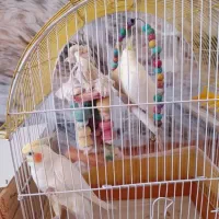 ۱۰عدد عروس هلندی ۲عدد مرغ مینا و ۳عدد فنچ|پرنده|بوکان, |دیوار