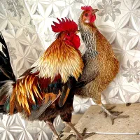 جوجه مرغ خروس لری اصیل زرین