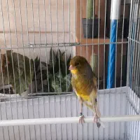 ۲عدد قناری نر و ماده بلند