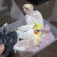 انواع عروس هلندی سرلاکی و...