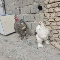 مرغ خروس برهما اصل جوان|حیوانات مزرعه|صباشهر, |دیوار