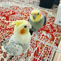 عروس هلندی جفت نر سخنگو