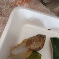 حلزون بمب کلاژن برای کک ومک برای درمان جوش