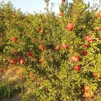انار درجه یک  خوردنی و انار ربی موجود|حراج|گنبد کاووس, |دیوار