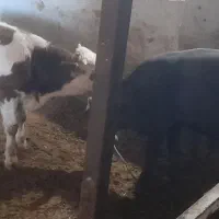 گوساله نرسیمینتال|حیوانات مزرعه|اسدآباد, |دیوار