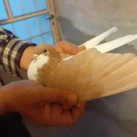 چپ ماده کفتر|پرنده|اقبالیه, |دیوار