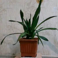 تعدادی گل طبیعی آپارتمانی|گل و گیاه طبیعی|کرمانشاه, |دیوار