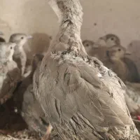 جوجه ۲ ماهه حداقل ۵ عدد