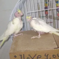 عروس چشم شرابی مفت مفت|پرنده|تربت جام, میان جام|دیوار