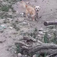 سگ پاکوتاه ماده