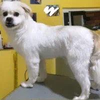 واگذاری  رایگان حیوان خانگی به علت مهاجرت