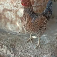 مرغ آیسبار فرانسوی ،گلین ،چهل تاج فروشی|حیوانات مزرعه|بدره, |دیوار