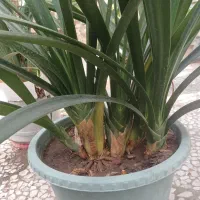 میز تلفن و|کلکسیون اشیاء عتیقه|رشت, استادسرا|دیوار