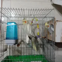 عروس هلندی|پرنده|اهواز, سپیدار|دیوار