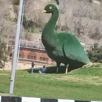مرغ پیدا شده