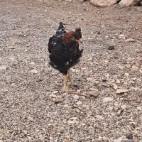 خروس کاکول دار ریشو نژاد چینی جسته بزرگ