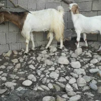 بز  کهره دار