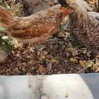 مرغ لهستانی تخم گذار