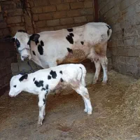 گاوزاییده درجه یک