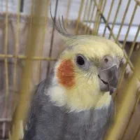 عروس هلندی|پرنده|رشت, استقامت ۲|دیوار