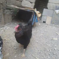 دو عدد مرغ گلین فروشی دونه ۵۰۰|حیوانات مزرعه|کهنوج, |دیوار