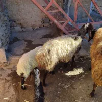 گوسفند و بره (مروبرخ) جوان داشت|حیوانات مزرعه|مریوان, |دیوار