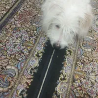 فروش سگ شهر حم