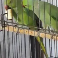 جفت ملنگو تخمگذار|پرنده|اهر, |دیوار