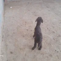 خریدوفروش بره شیری وبزغاله شیری|حیوانات مزرعه|تربتحیدریه, باغ سلطانی|دیوار