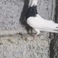 جوجه طوقی سیاه واکسی|پرنده|فرخشهر, |دیوار