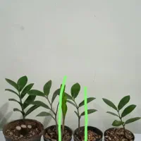 زاموفیلیا|گل و گیاه طبیعی|مریوان, |دیوار