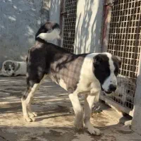 توله . بالغ . نگهبان . سگ آلابای|سگ|رباطکریم, رباطکریم|دیوار