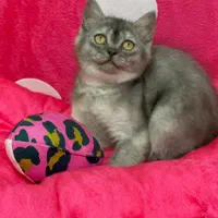 ملوسک های خوشگل|گربه|همدان, |دیوار