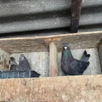 کفتر کبوتر|پرنده|قشم, |دیوار