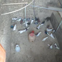 کفتر