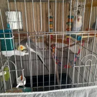 عروس هلندی و طوطی برزیلی با قفس|پرنده|یزد, |دیوار