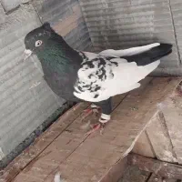 سینه سیاه و ساده کاکلی و آبگون