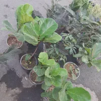 انواع گل آپارتمانی فقط ۱۰۰تومن|گل و گیاه طبیعی|نسیمشهر, |دیوار