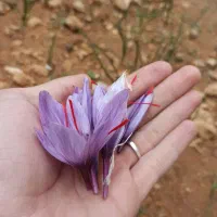 زمین قابل ساخت/زمین باغی و زعفران