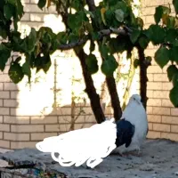 کبوتر نر پشدار